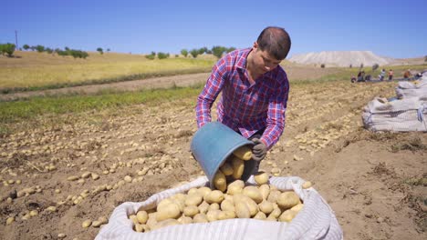 A-farmer-working-in-a-potato-field-looks-at-the-camera.