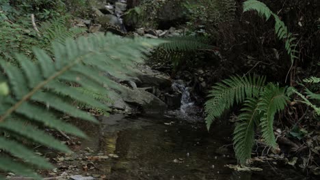 Río-Rápido-En-El-Bosque-En-La-Montaña-Del-Montseny