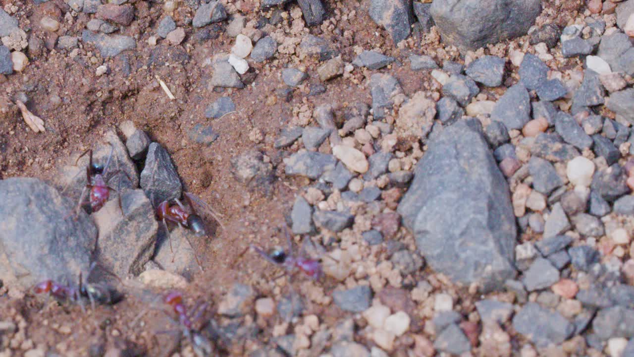 Bull ants actively move around nest entrance, rocky soil environment, natural daylight, static overhead shot