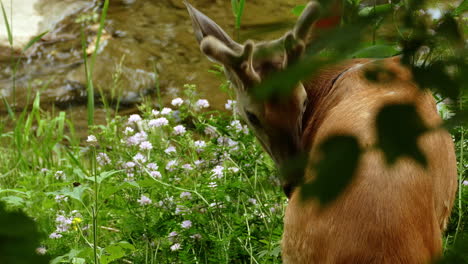 venado de cola blanca junto al río acicalándose junto a las flores locales