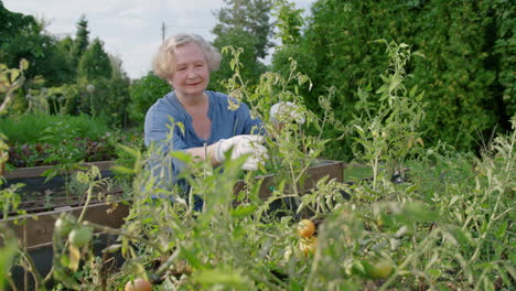 una mujer mayor cuida los tomates en el jardín de la casa