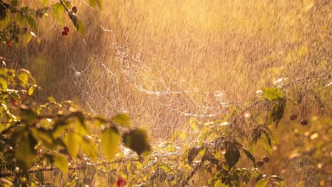 rain in the forest at sunset. cobwebs in small drops of rain.