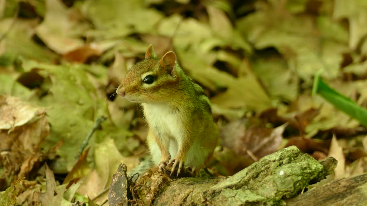 ardilla en el bosque observando cuidadosamente