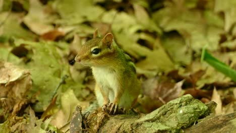 Eichhörnchen-Im-Wald,-Das-Aufmerksam-Zusieht