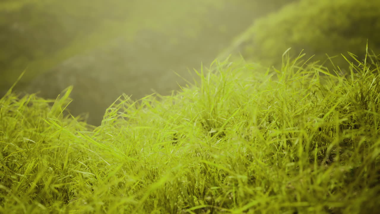 Bright green grass flourishing in a natural landscape during daytime hours