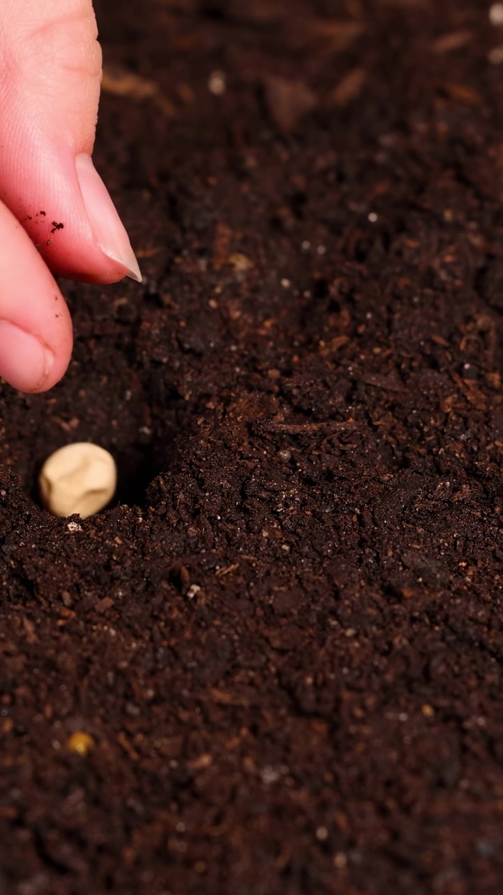 Mãos plantam sementes delicadamente em solo escuro e rico em nutrientes, preparando-as para o crescimento em um ambiente bem iluminado.