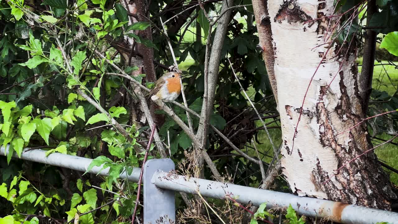 pájaro sentado en una rama en un parque verde