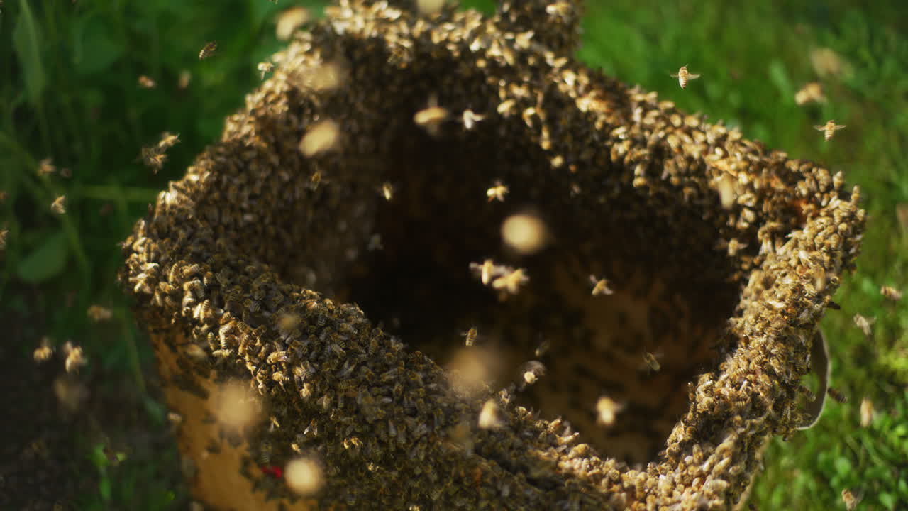 Thousands of Useful Bees in an Open Bee Hive