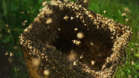 thousands of useful bees in an open bee hive