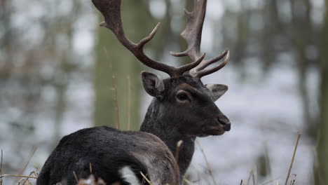 Nahaufnahme-Eines-Sanften-Hirsches,-Der-Im-Verschneiten-Wald-Ruht,-Umgeben-Von-Winterwundern