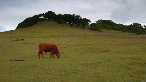 vaca marrón pastando en un pasto en la ladera de una colina