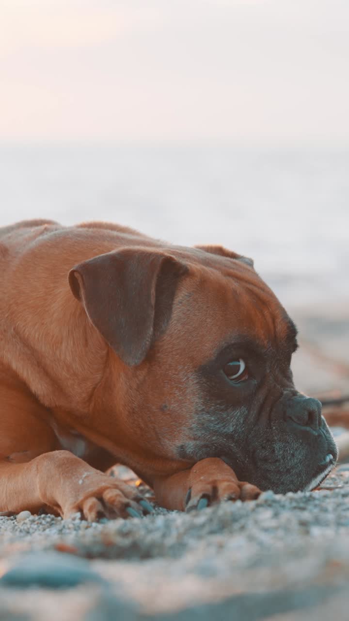 Calm boxer dog resting on pebble beach at sunset