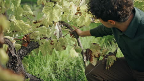 winegrower inspecting grape bush touching grapevine after harvesting close up.