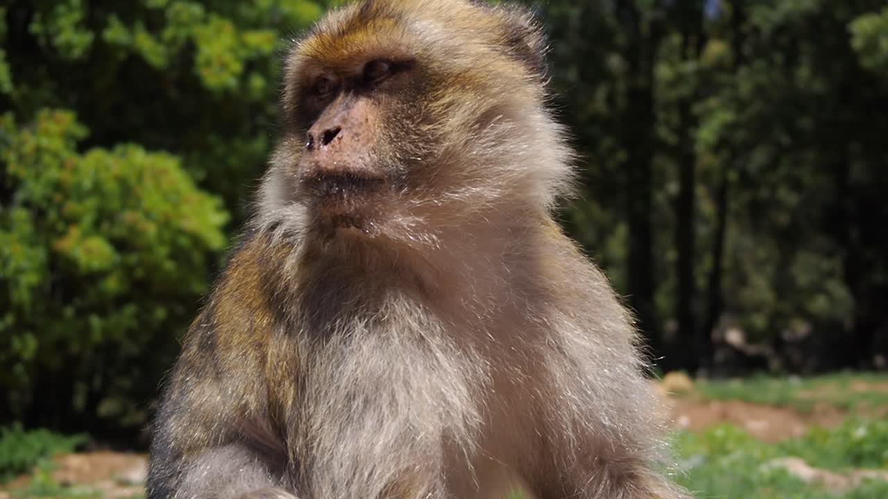 imágenes de 4k de un solo macaco de barbary, macaca sylvanus