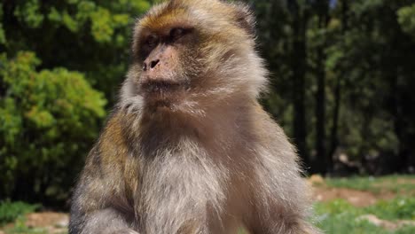 Imágenes-De-4k-De-Un-Solo-Macaco-De-Barbary,-Macaca-Sylvanus