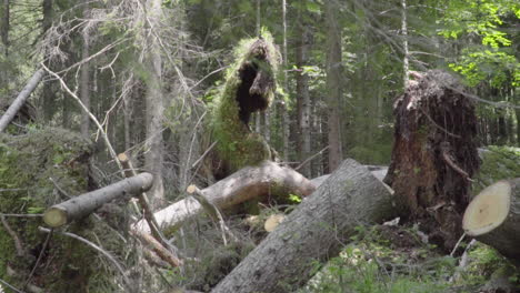 árboles desarraigados en un bosque de los alpes italianos en cámara lenta