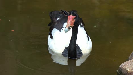 Wild-magpie-goose,-anseranas-semipalmata-with-striking-black-and-white-plumage,-swimming-on-the-waters,-dipping-its-bill-into-the-water,-foraging-for-aquatic-invertebrates,-close-up-shot