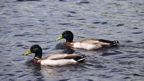 couple of ducks swimming in lake neat waihi falls in new zealand,close up