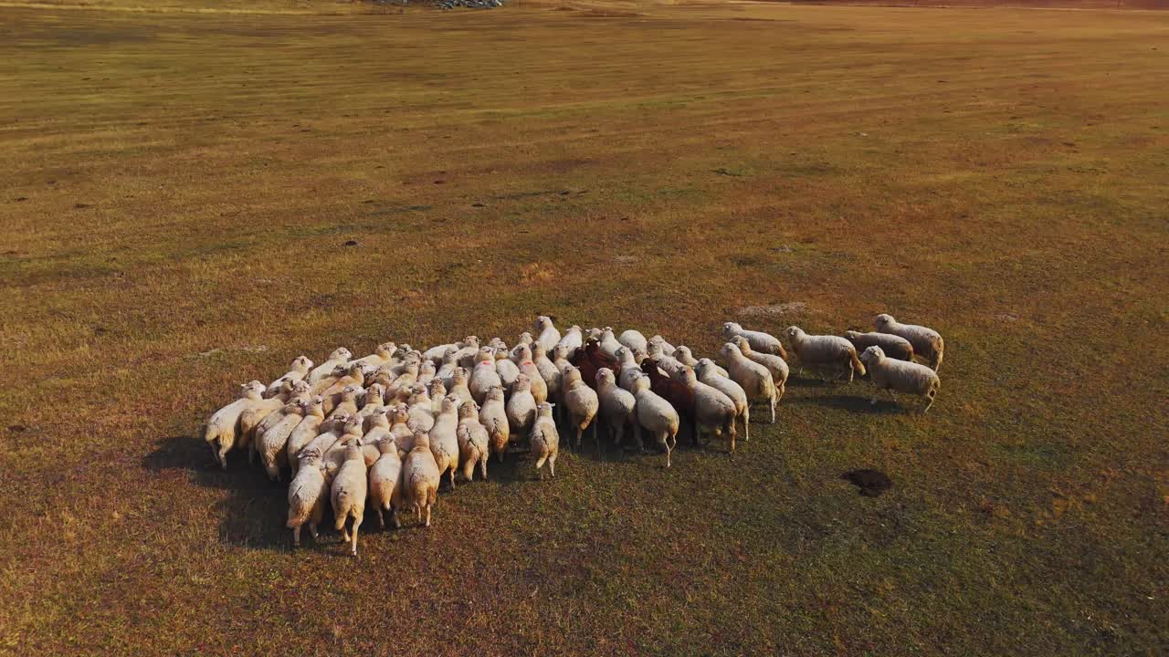 Sheep Herd in a Field
