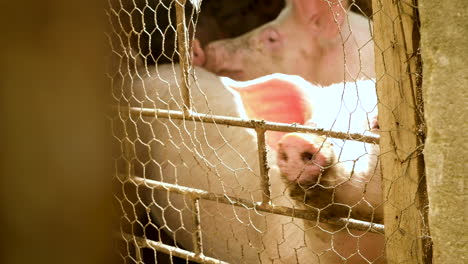 pink domestic pigs looking through hole of chicken wire mesh of pigsty