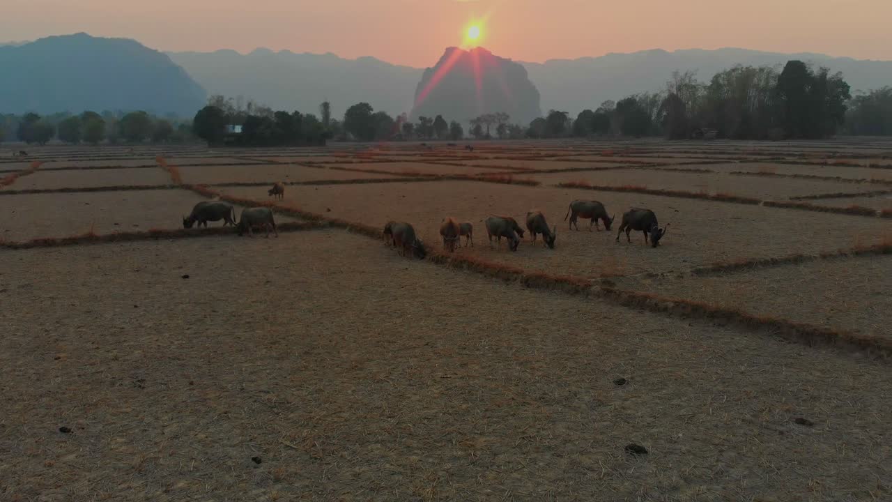 Bufali d'acqua di Thakhek in un campo al tramonto. Laos, Khammouane