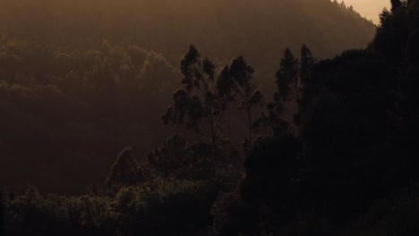 relaxing late afternoon with the sunset light breaking through the forest trees