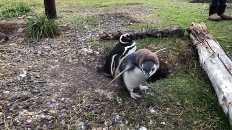 penguin family chilling near their nest