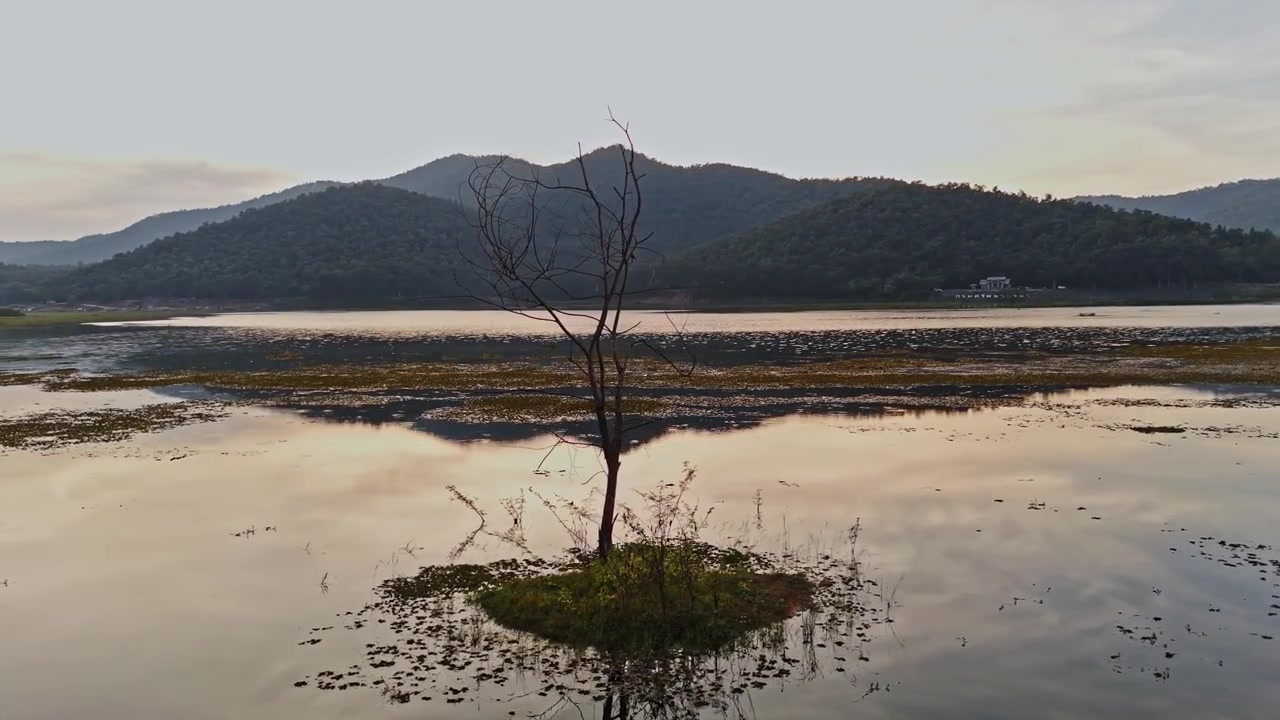 4K 60FPS, ripresa aerea orbitale con drone di un albero morto al bacino idrico di Huay Lan, Chiang Mai, durante il tramonto.