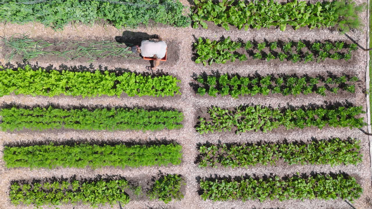 Aerial View of a Person Tending to a Vegetable Garden