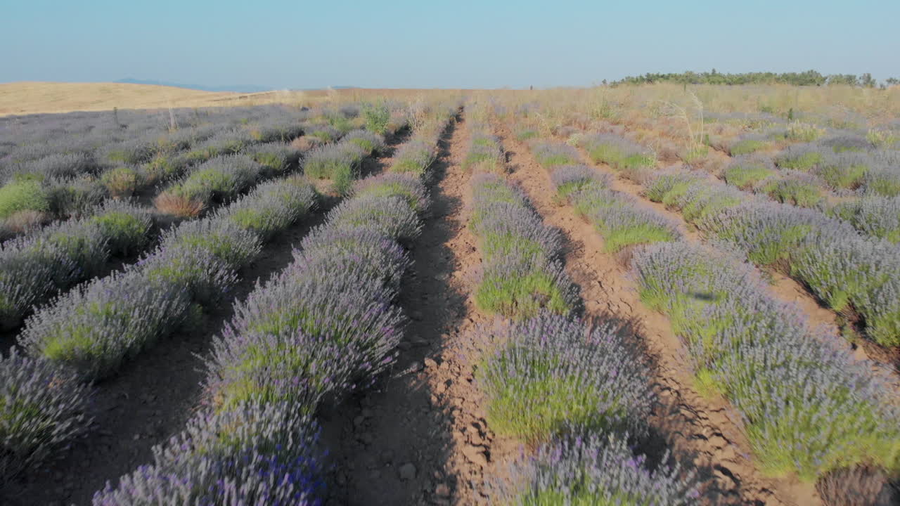 Aerial footage shows blossomed lavender fields gently swaying in the summer breeze under a warm golden sunset with a vivid blue sky backdrop