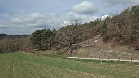 Aerial-drone-fly-ancient-oak-tree-in-Spain-our-Lady-in-Catalonia-green-autumnal-meadow-fields,-daylight-skyline,-Sant-Boi-Llucanes