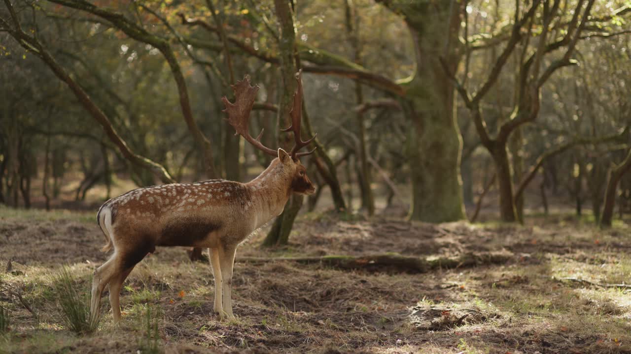 un ciervo en un bosque al amanecer