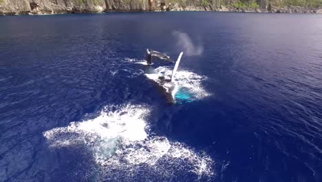 a family pod of humpbacked whales splashing and playing along the cliffs of victory coast australia's shoreline - aerial view