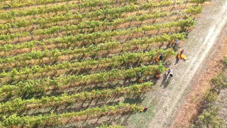 farmers picking and collecting ripe grapes from vineyards