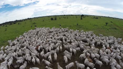 cerrar vista aérea de cientos de vacas en un pasto dando una idea de la industria ganadera