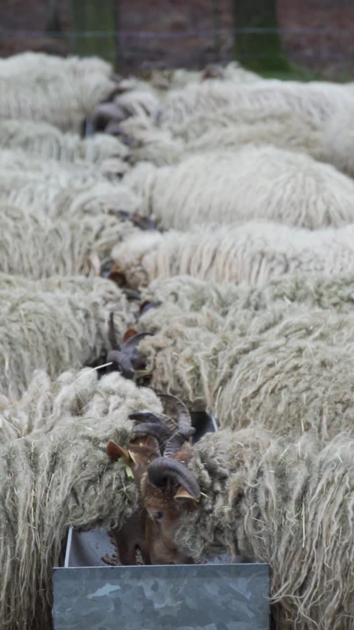 alimentación de las ovejas