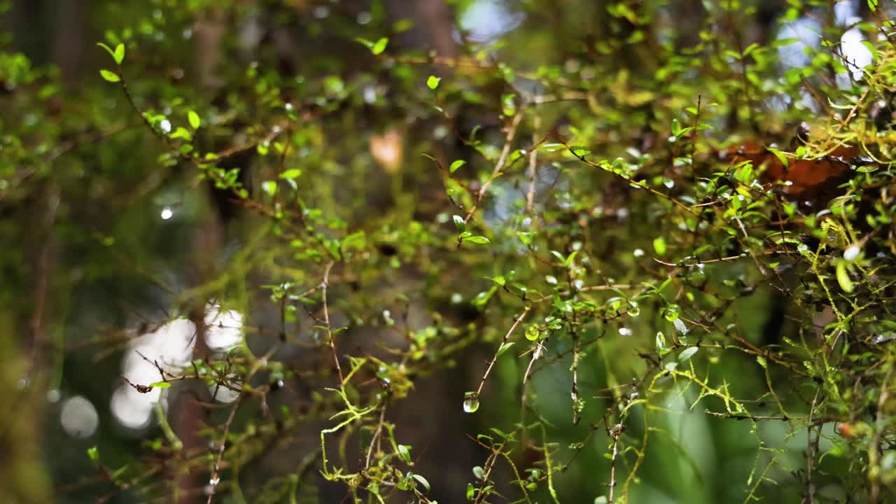 gotas de lluvia cayendo sobre hojas verdes en el bosque tropical