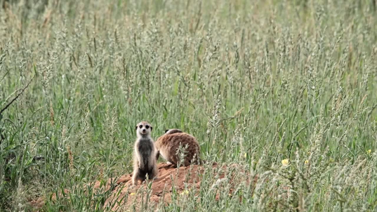 A meerkat mother with a baby on their burrows mound