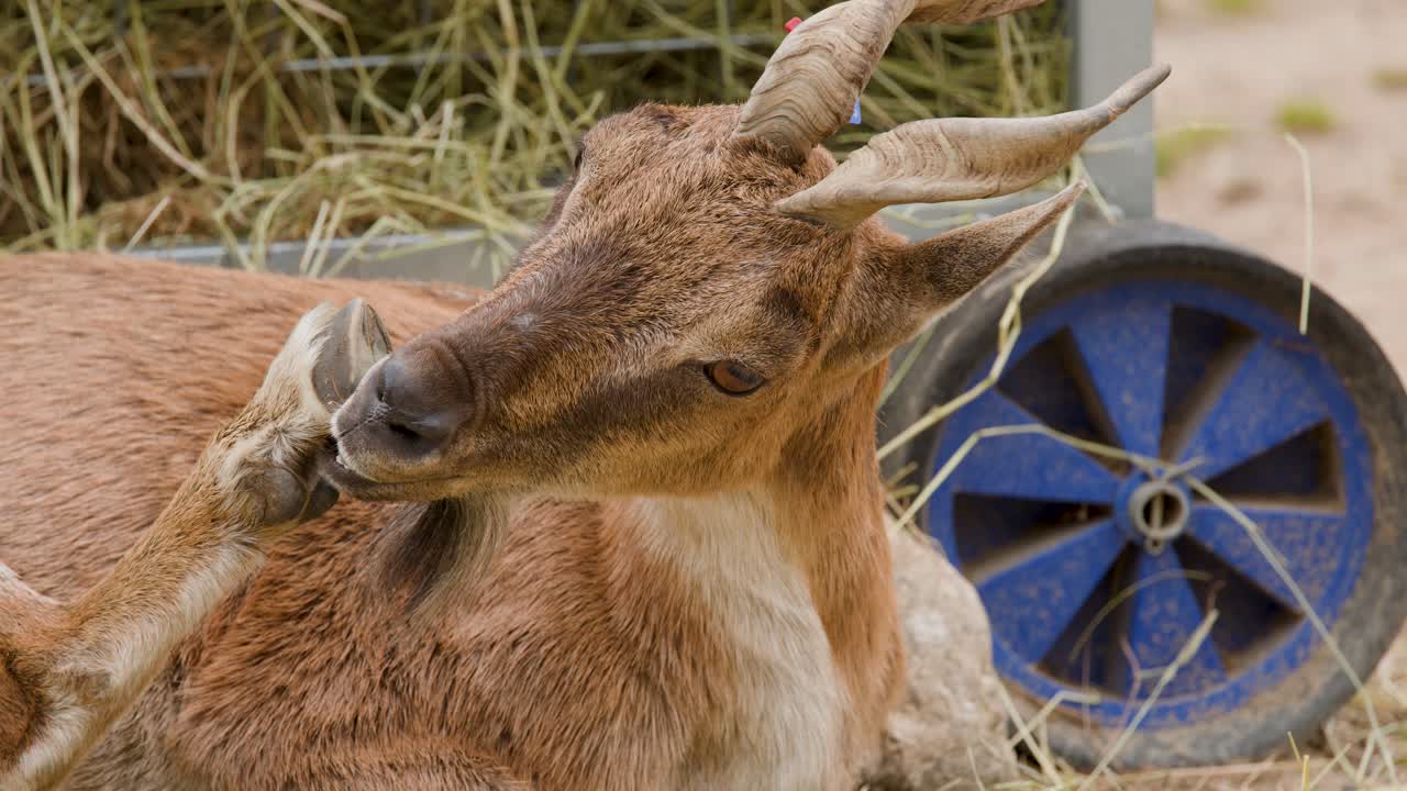 Capra di montagna usa la zampa posteriore per grattarsi la faccia, primo piano, luce naturale, telecamera stabile, spazio all'aperto
