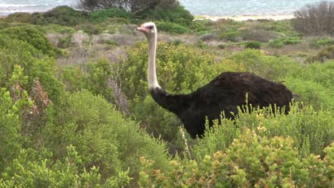 male-ostrich-foraging-in-lush-green-fynbos-environment,-ocean-in-background,-windy-day