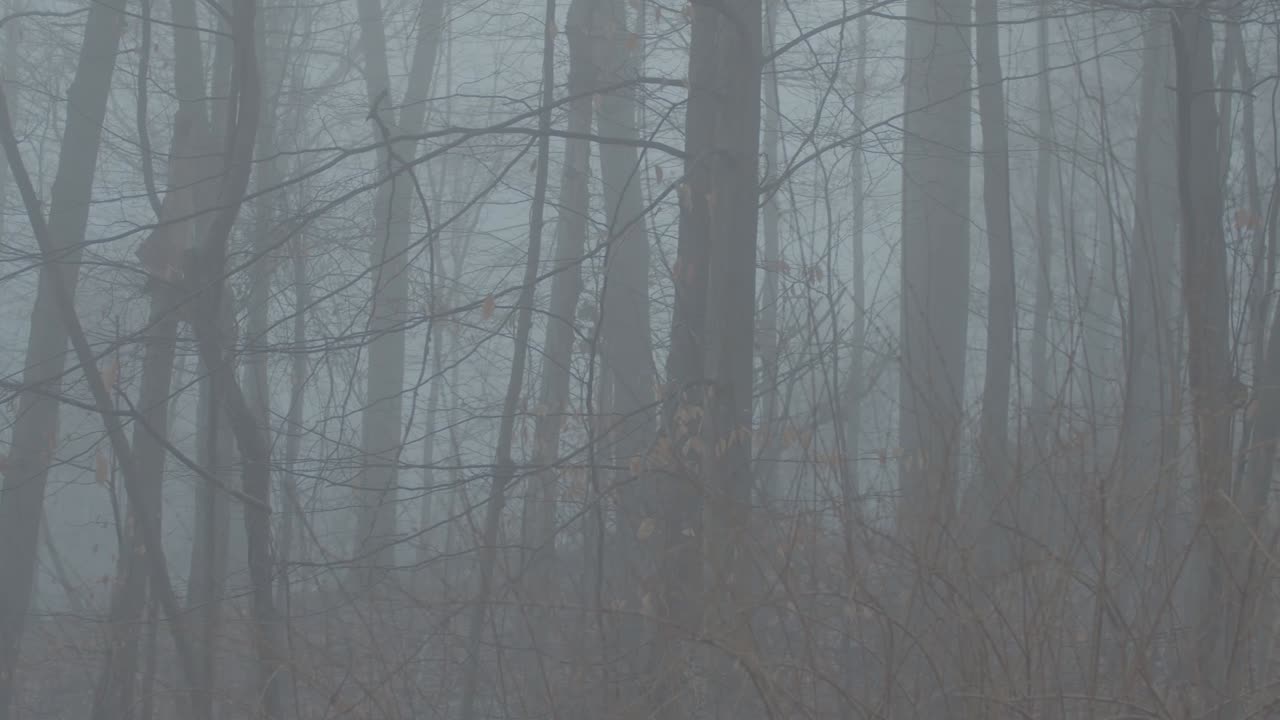 A foggy scene in the woods