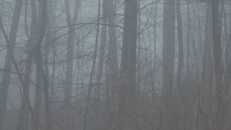 Una-Escena-De-Niebla-En-El-Bosque
