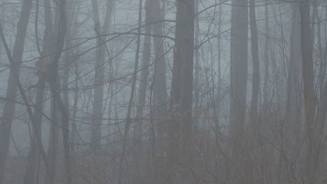 una escena de niebla en el bosque