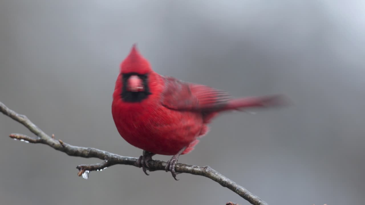 cardenal macho descansando en la rama de un árbol helado
