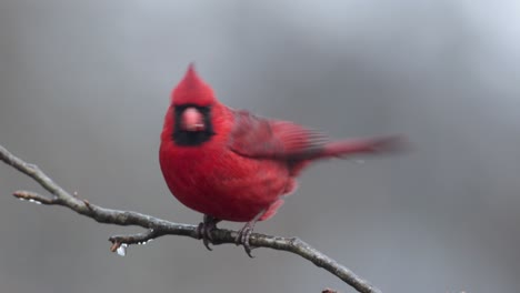 Cardenal-Macho-Descansando-En-La-Rama-De-Un-árbol-Helado