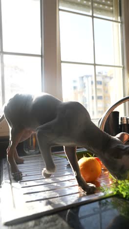 gato esfinge en una cocina con frutas y verduras