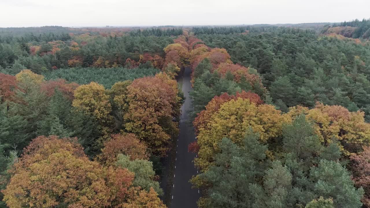 toma de un dron de una carretera en medio de un bosque de otoño