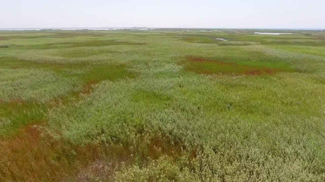 Vista aerea di vaste zone umide e paludi verdi