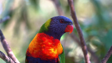 hermosos lorikeets arco iris, trichoglossus moluccanus con un plumaje colorido vibrante manchado en el árbol, maravillándose por el medio ambiente circundante en su hábitat natural, toma de cerca