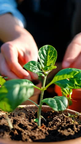 gardener planting young seedling in a sunny greenhouse on morning. a gardener carefully places a young seedling into a terracotta pot, surrounded by rich soil